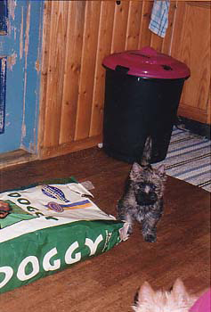 En hungrig liten cairn