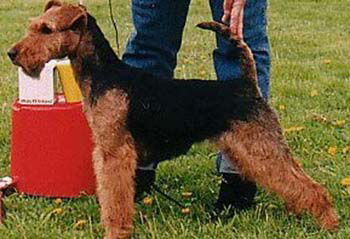 S U CH SALLYGÅRDENS Just a Lady - näst vinstrikaste welshterrier i sverige 2002
