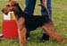 S U CH SALLYGÅRDENS Just a Lady - näst vinstrikaste welshterrier i sverige 2002